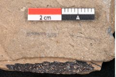 Foto (Detailansicht) von Araucaria sternbergii Goeppert (NHMW-GEO-2024-0188-8287)
